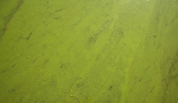 Blossom chemical pollution river soft focus textured background water green surface — Stock Photo, Image