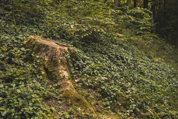 Strom pařez dřevo pozemek objekt zelená hnědá rostliny zem kryt příroda prostředí — Stock fotografie