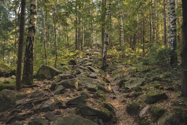 Birch stromy skalnaté hory les krajina příroda prostředí jaro období v severní Americe region — Stock fotografie