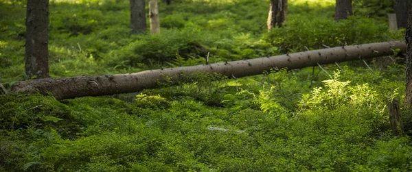 Levendig groen bos wild natuur milieu zacht focus kappen boom en bodembedekking gebladerte — Stockfoto