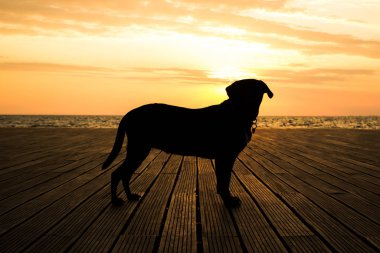 beautiful Labrador Retriever dog black silhouette shape in romantic shot opposite sunset orange light in waterfront sea shore line landscape