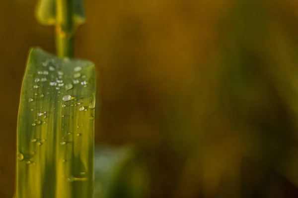 Дождевые капли воды на растении оставляют макро живописные пейзажные обои узор цветочная концепция фотография с пустым копировальным местом для текста или надписи — стоковое фото