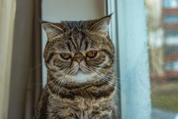 Ledsen katt exotisk ras husdjur djur porträtt tittar ner på fönsterbrädan rum ofokuserad fönster bakgrundsbild, depression känsla begrepp bild — Stockfoto