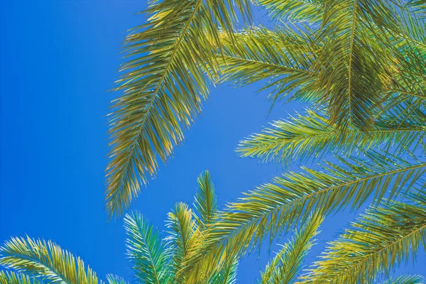 Hojas de palma follaje natural tropical vívido colorido brillante verano vista panorámica imagen en el cielo azul fondo espacio — Foto de Stock