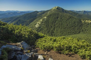 Karpat dağlarının tepesi yeşil yeşillik manzaralı kayalık manzaralı yaz zamanı açık hava günü