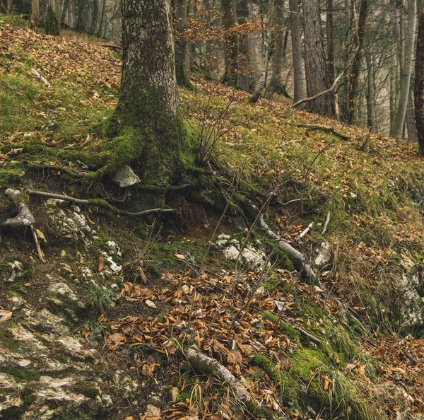 Foco suave madeira terra conceito natureza imagem queda folhas cobertura do solo no outono estação tempo — Fotografia de Stock