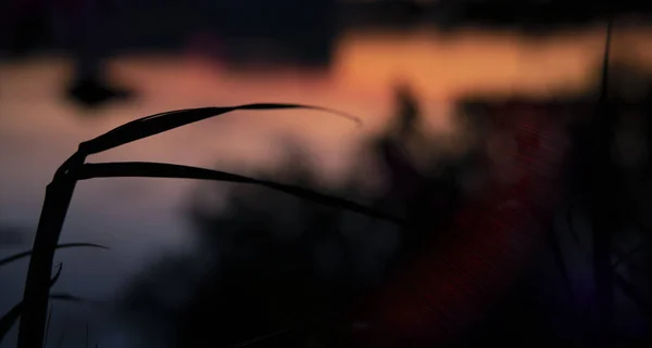 Planta de imagen exterior abstracta desenfocada dejar silueta forma espacio de fondo negro con resplandor de los rayos de luz y color púrpura — Foto de Stock