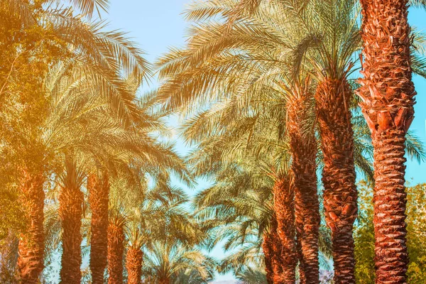 Tropische Palme Gasse Weg Landschaftspark im Freien Natur malerische Aussicht — Stockfoto