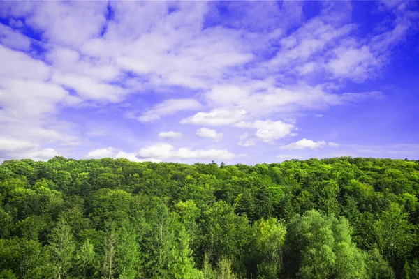 Natur Tapete idyllisch Hintergrund Wald Landschaft Spitze der Bäume Horizont malerische Aussicht mit wolkenlosem blauen Himmel lebendige Farben und leeren Kopierraum für Ihren Text — Stockfoto