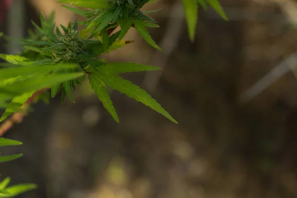 Foglie di cannabis soft focus di piante medicinali e narcotiche in un giardino selvaggio ambiente naturale — Foto Stock