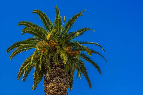 Summer wallpaper concept vue de tropique sud paysage arbre palmier sur fond bleu ciel vide, espace de copie — Photo