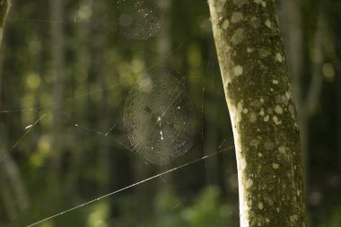 Örümcek ağı iplikleri böcek hayvan yumuşak odak nesnesi ormandaki bir ağaçta asılı olan bulanık doğa alanı