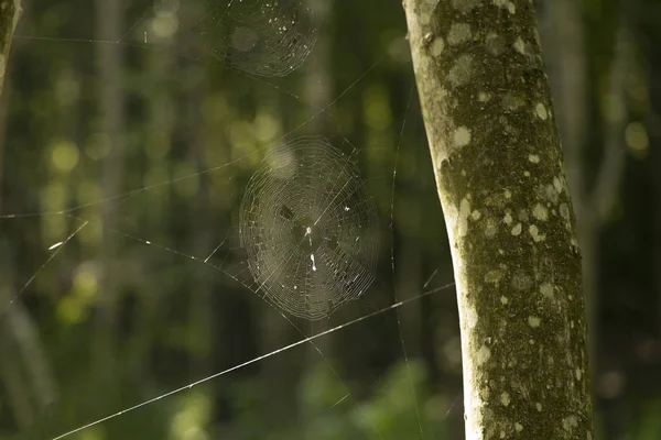 Spider Web Threads Insect Animal Soft Focus Object Hanging Tree — Stock Photo, Image