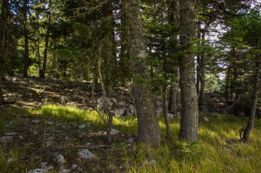 resimli derin orman manzarası sabah güneşli yaz havası, dünya seyahati konsepti resmi