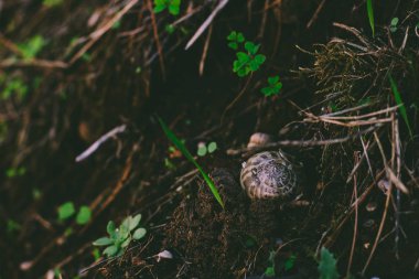 Kuru, boş kabuklu hayvan evi parktaki bir yerde açık hava ortamında, yumuşak odaklı nesne
