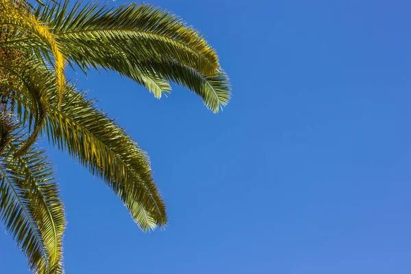 Patrón Fondo Pantalla Natural Tropical Paisaje Escénico Fotografía Hojas Palmera — Foto de Stock