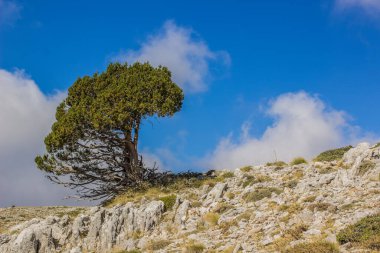 Kayalık dağ manzarasında yalnız bir ağaç. Yürüyüş yolu. Parlak, açık hava günü.