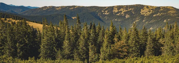 Панорамний Сосновий Ліс Пейзаж Гірський Мальовничий Вид Фон Фотографія Природи — стокове фото