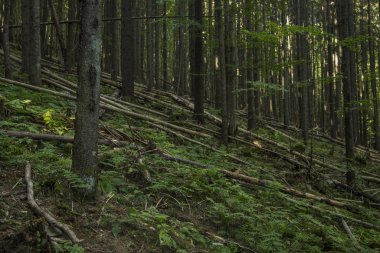 yumuşak odak noktası dik dağ ormanı çam ağaçları doğa dengesiz çevre alanı