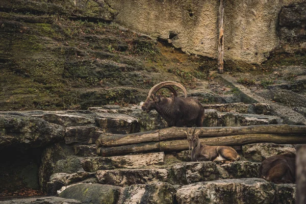 Hooglandgeit Wilde Dieren Fotografie Rotsen Buiten Natuurgebied — Stockfoto