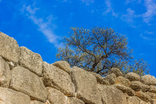 Ramas Árboles Desnudos Crecen Pared Piedra Escorzo Desde Abajo Fondo — Foto de Stock