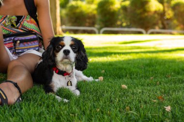 Yetişkin Kral Charles Cavalier köpek portresi yeşil çimlerin üzerinde canlı bir park alanı üzerinde yatıyordu.