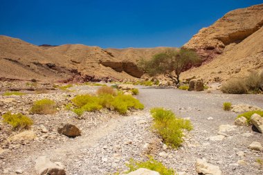 Çöl kanyonu küresel ısınma iklimi doğayı, kuru zemin manzarasını, manzarayı, kum manzarasını kayalıkları ve yalnız ağaç çevresini değiştirir.