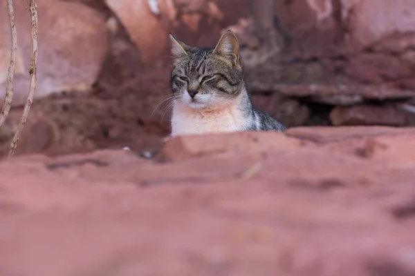 wild cat portrait calm animal face expression with squint eyes looking side ways sand stone outdoor environment somewhere in Jordan desert dry environment space