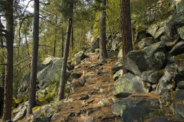 Kuzey Amerika dağlarında yüksek çam ormanı manzarası karamsar doğa çevre alanı