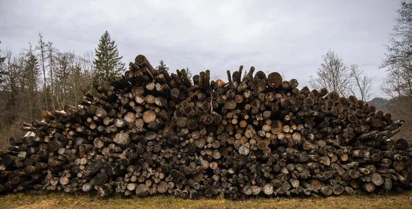 Felling Trees Deforestation Process Ecology Problems European Union Region Environmental — Stock Photo, Image