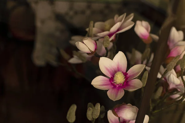 Μελαγχολική Καταθλιπτική Φωτογραφία Εστιασμένα Λουλούδια Στο Εσωτερικό Του Χώρου Στο — Φωτογραφία Αρχείου