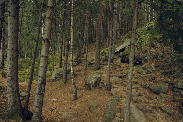 Společný Les Náladový Krajina Příroda Prostředí Příroda Prostor Začátku Podzimního — Stock fotografie