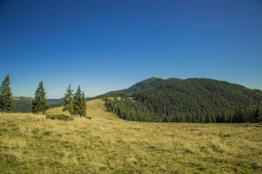 yumuşak odaklı dağ ormanı yaz mevsimi açık gün manzarası Batı Ukrayna bölgesi manzarası