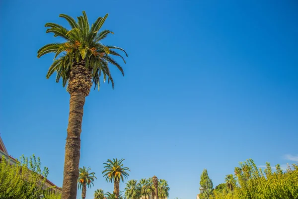 Palmiye Ağacı Dalları Yaprakları Mavi Gökyüzü Arkaplan Tropik Bahçe Ortamı — Stok fotoğraf