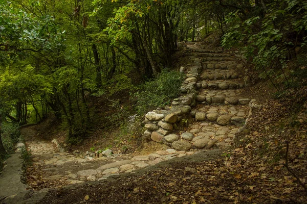 童话奇幻森林风景美丽的大气绿色自然环境与古老的铺面轨道和石阶道树荫下的路 — 图库照片