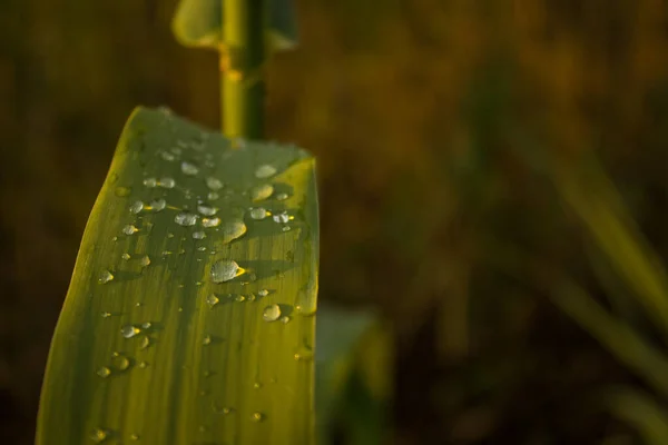 Macro Conceito Gotas Orvalho Planta Verde Deixar Campo Ambiente Floral — Fotografia de Stock