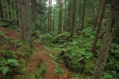 çam ağacı orman manzarası kahverengi ve yeşil renkli manzaralı çevre alanı.