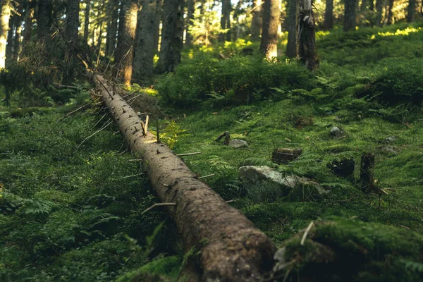 yumuşak odaklı ağaç kesen canlı yeşil doğa manzaralı açık alan