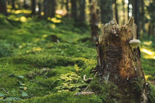 Boom Stomp Zachte Focus Bos Levendige Kleurrijke Natuur Schilderachtige Wazig — Stockfoto