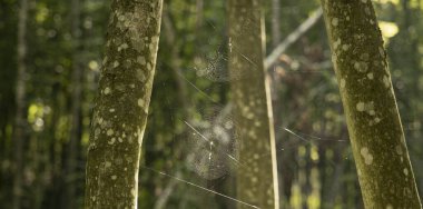 Ormanda üç ağaç arasındaki örümcek ağı ilkbahar zamanı yumuşak yeşil ve sarı doğal renkler açık hava alanı ve bokeh arkaplan manzarası