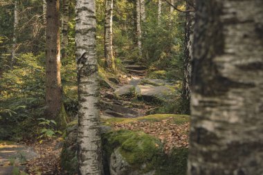 huş ağacı ormanı görkemli doğa kayalık patika yolu bilinmeyen taş merdiven yolu