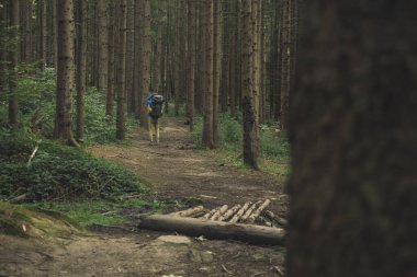 Turizm faaliyeti yaşam tarzı konsept görüntüsü sırt çantalı erkek görüntüsü kasvetli çam ormanları doğasında turistik bir şekilde geri çekiliyor.
