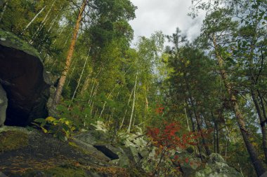 Bahar zamanı dağ ormanı yüksek ağaçlar kayalık yüksek dağlar manzaralı doğa fotoğrafçılığı aşağıdan geliyor.