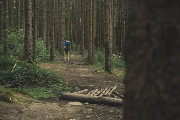 Turizm faaliyeti yaşam tarzı konsept görüntüsü sırt çantalı erkek görüntüsü kasvetli çam ormanları doğasında turistik bir şekilde geri çekiliyor.