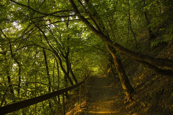 Zmierzch Las Żywe Kolorowe Środowisko Natura Zachód Słońca Pomarańczowy Oświetlenie — Zdjęcie stockowe