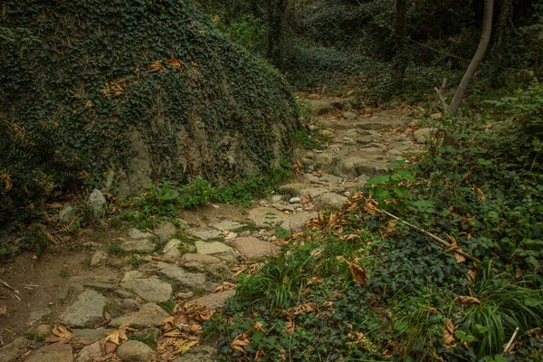 Outono Atmosférico Setembro Floresta Temperamental Paisagem Cênica Dramática Com Trilha — Fotografia de Stock