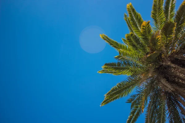 Conceito Turístico Férias Folhas Palmeira Ramos Vista Baixo Céu Vazio — Fotografia de Stock