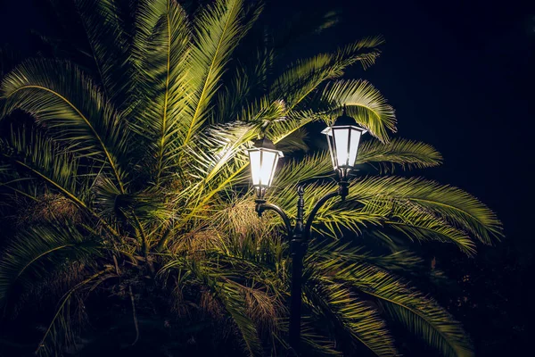 Noite Escuro Atmosférico Paisagem Trópica Vista Com Folhas Palmeira Lanterna — Fotografia de Stock