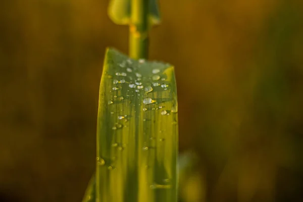Утренние Капли Росы Зеленое Растение Оставить Мягкий Фокус Фотографии Лесном — стоковое фото