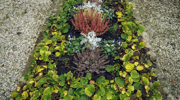 Grab Hof Garten Pflanzen Sträucher Blühen Laub Und Blätter Bodenblick — Stockfoto